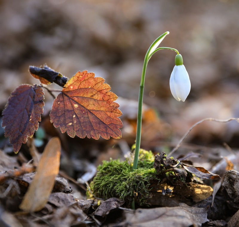 Frühling 1