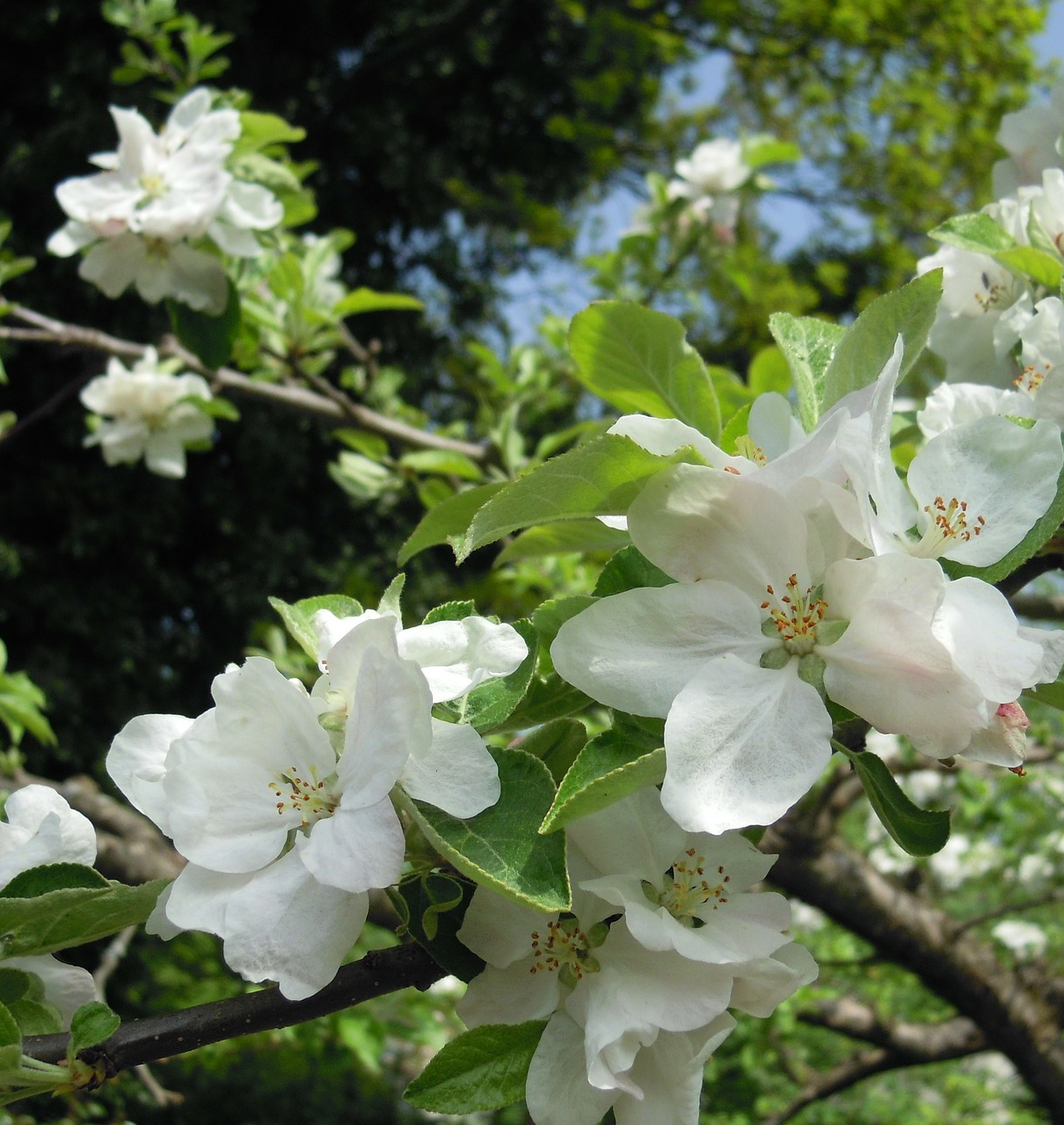 Apfelblüten
