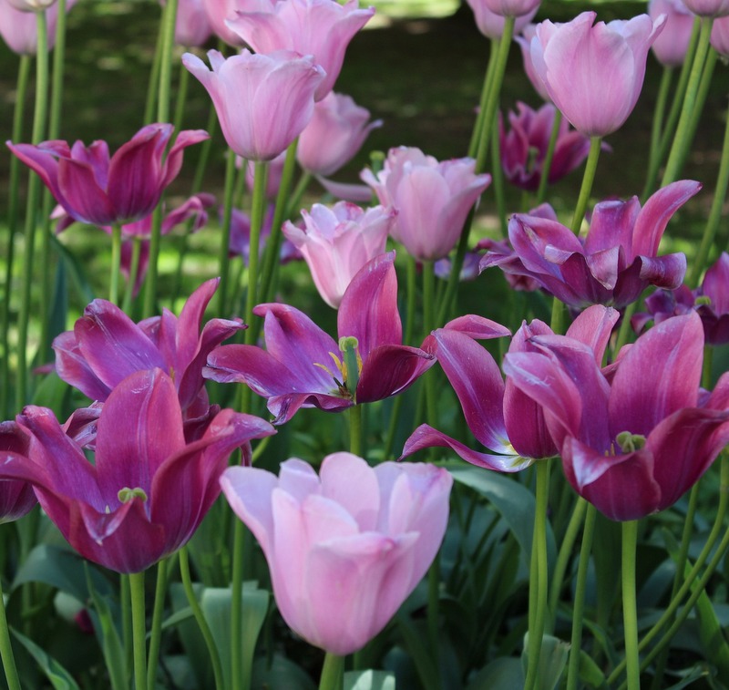 Frühling III