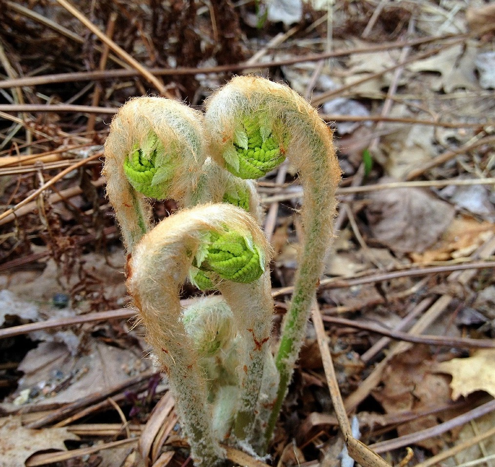 Frühling 4