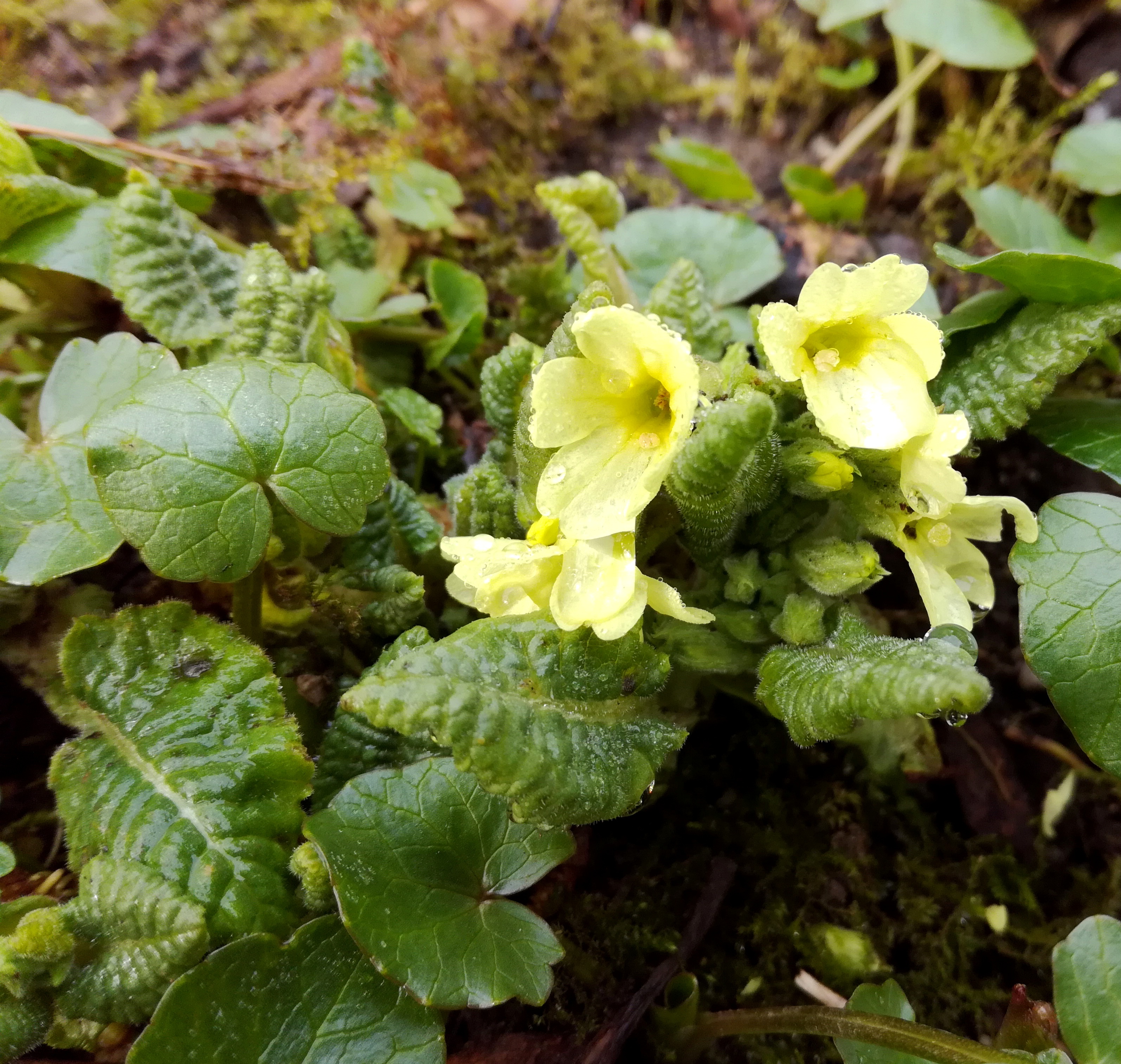 Frühlingserwachen 2