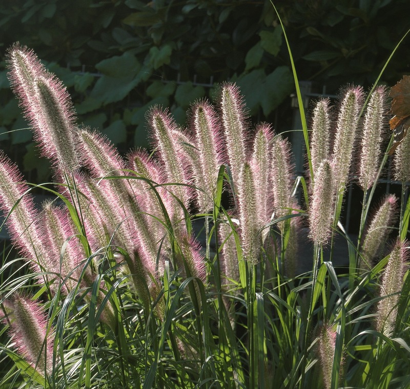 Herbstimpressionen 1