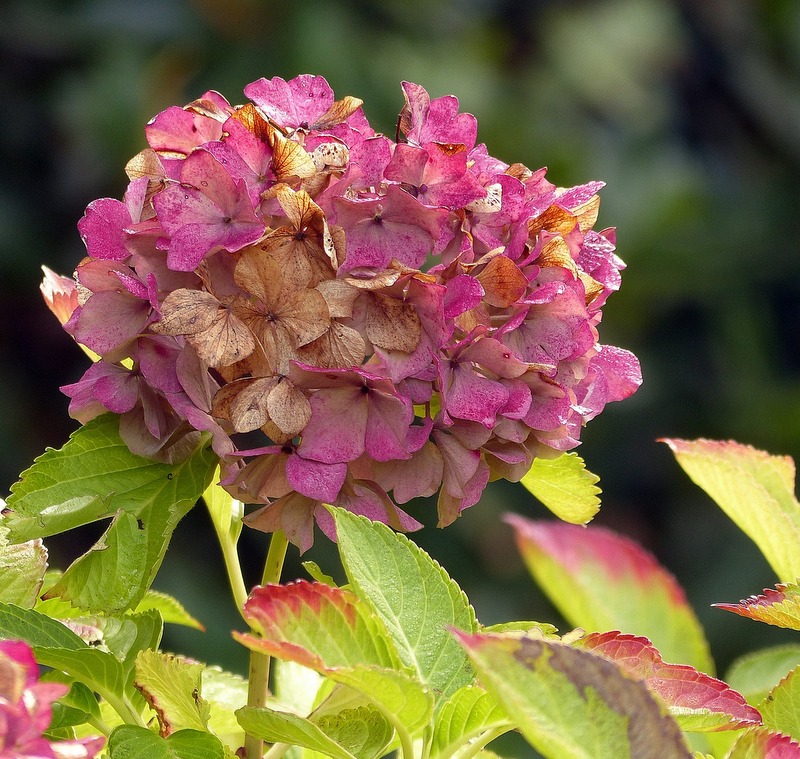 Herbstimpressionen 2