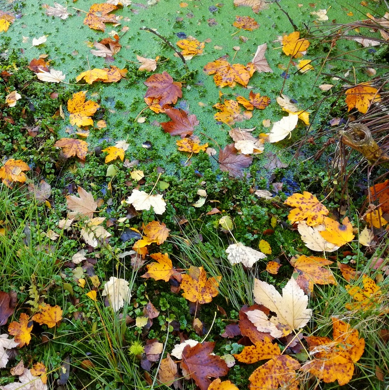 Herbstimpressionen 3