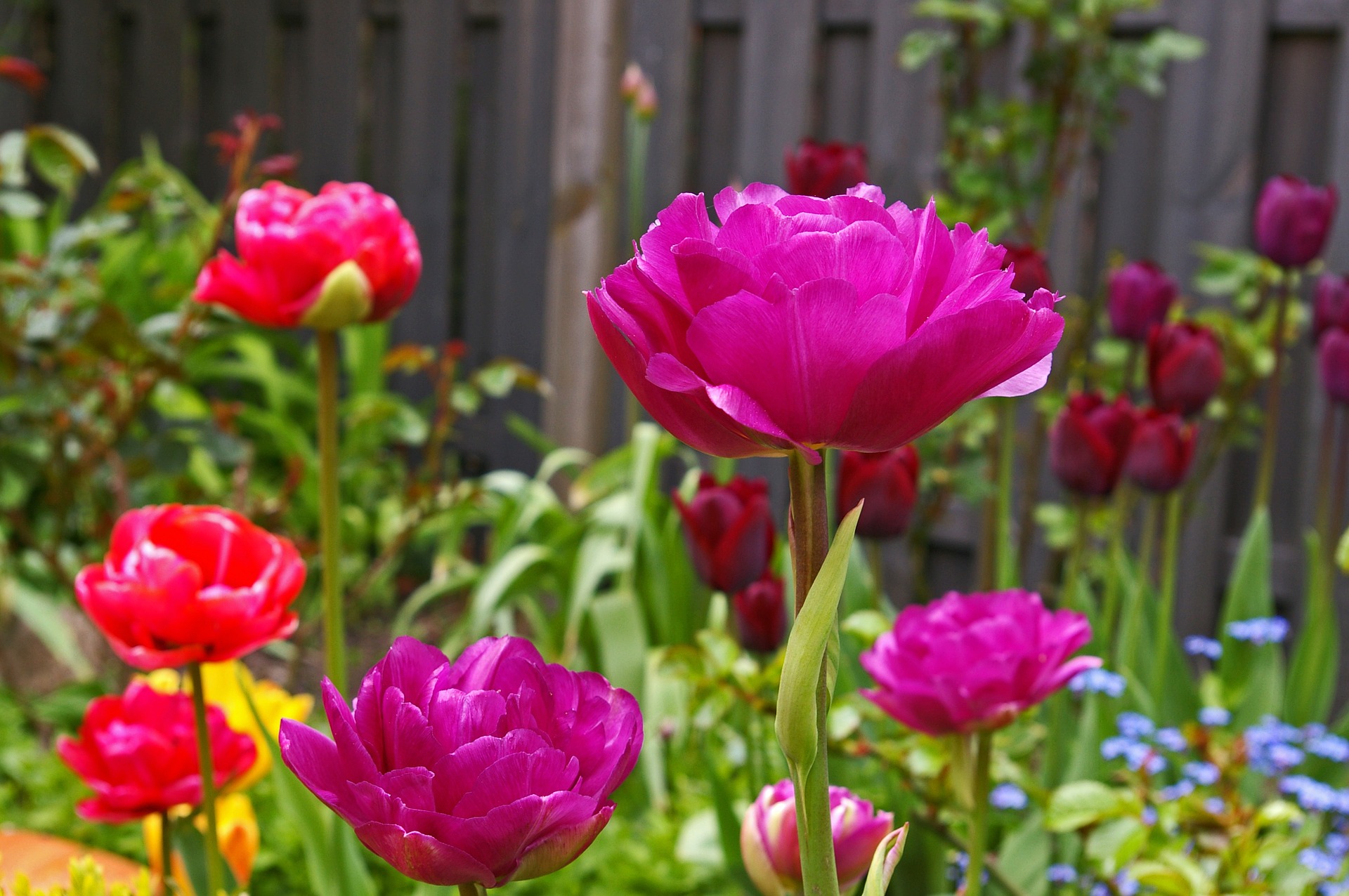 Tulpen-garten-dreilich