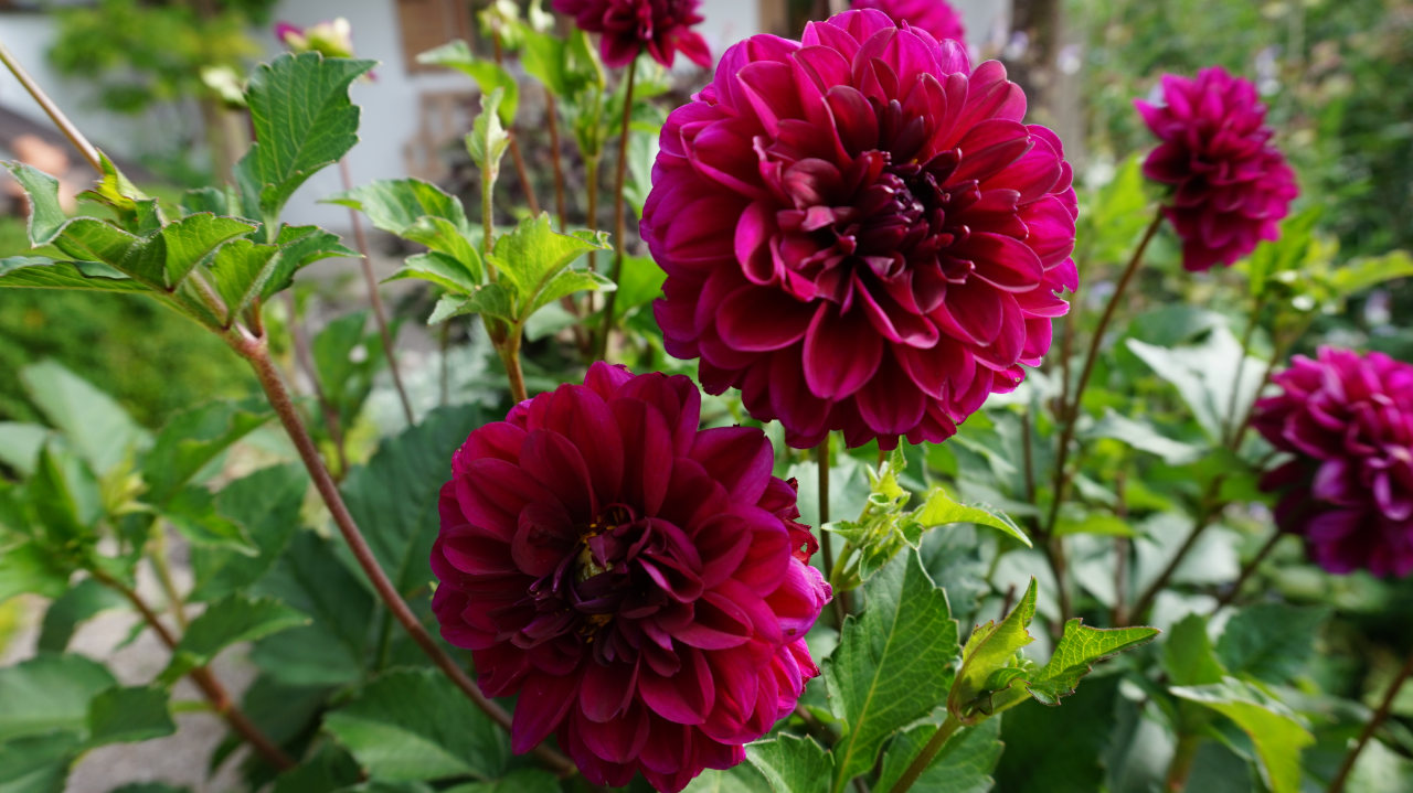 dahlien_garten_dreilich