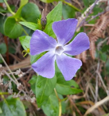 Frühlingserwachen 1