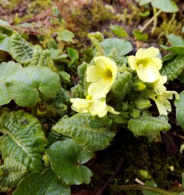 Frühlingserwachen 2