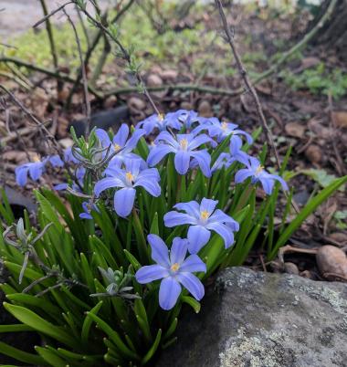 Frühlingserwachen 4