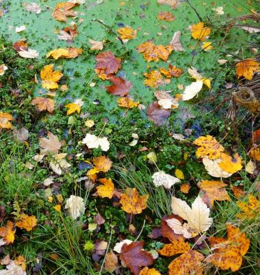 Herbstimpressionen 3